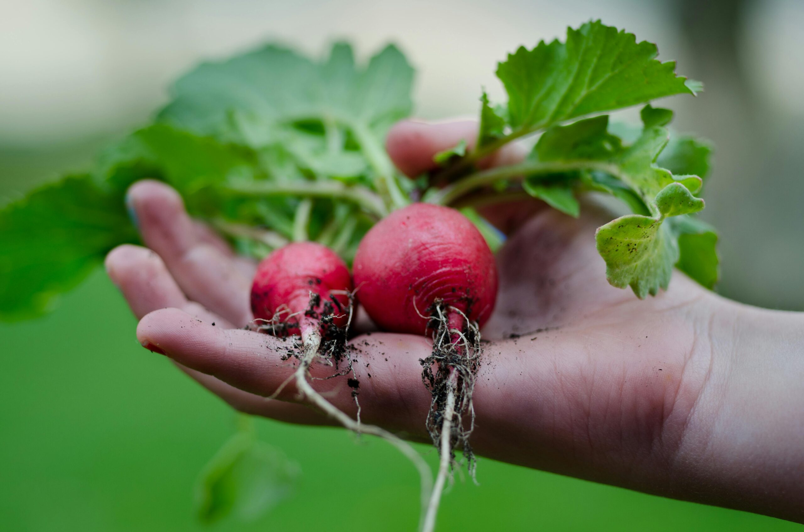 Hand holding fresh radishes with soil, highlighting garden harvest and healthy eating.