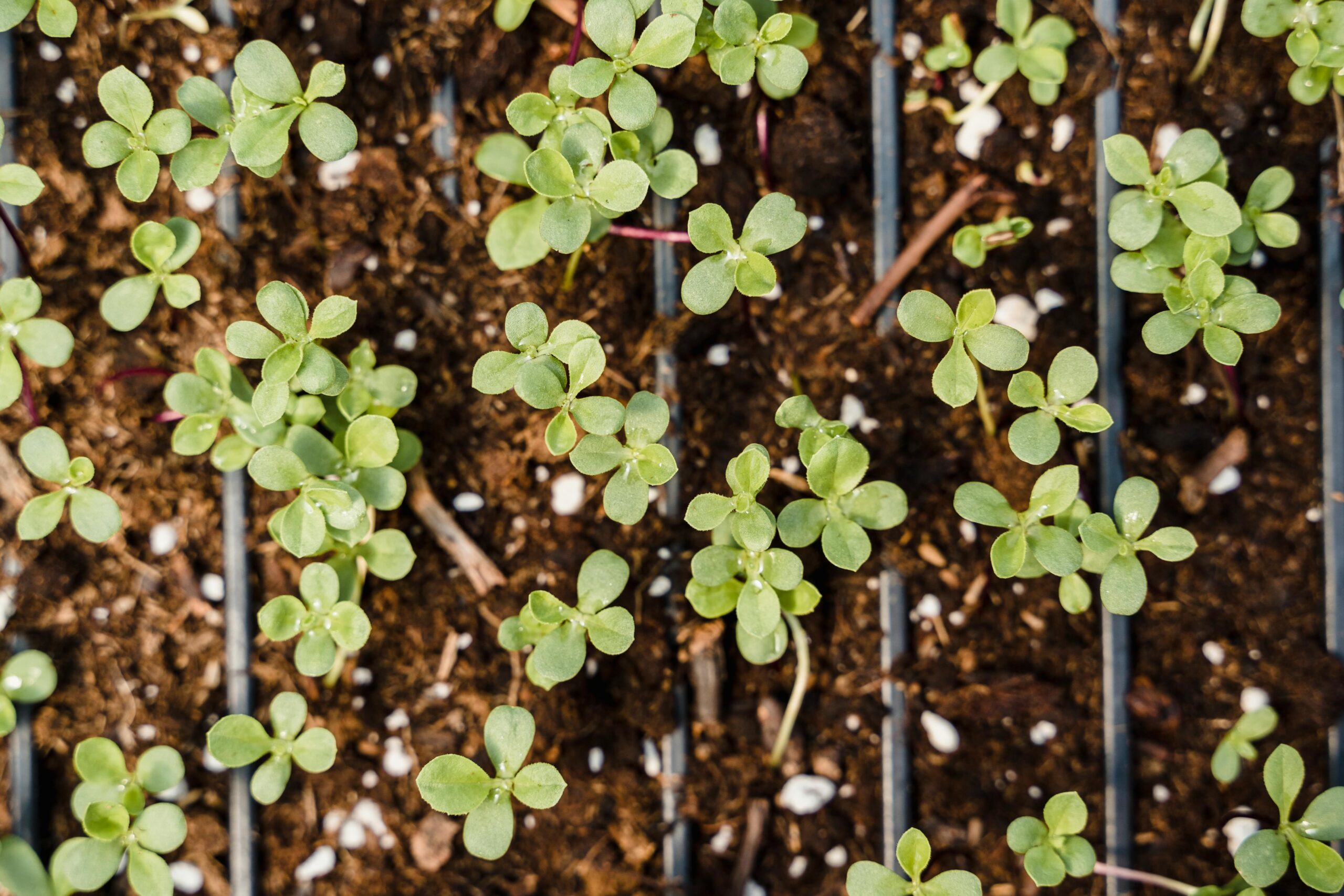 Close-up of green seedlings sprouting in nursery trays, showcasing fresh growth.